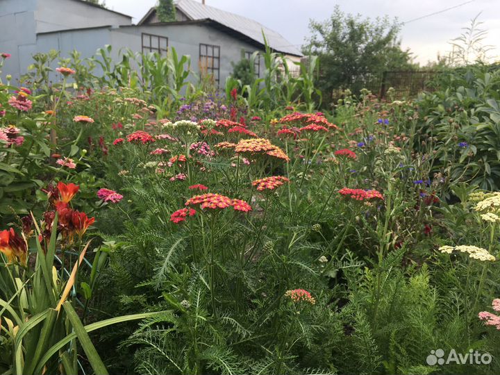 Многолетние цветы и растения