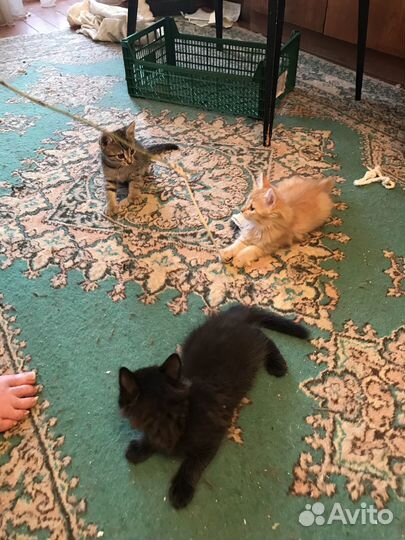 Отдам в добрые руки котят