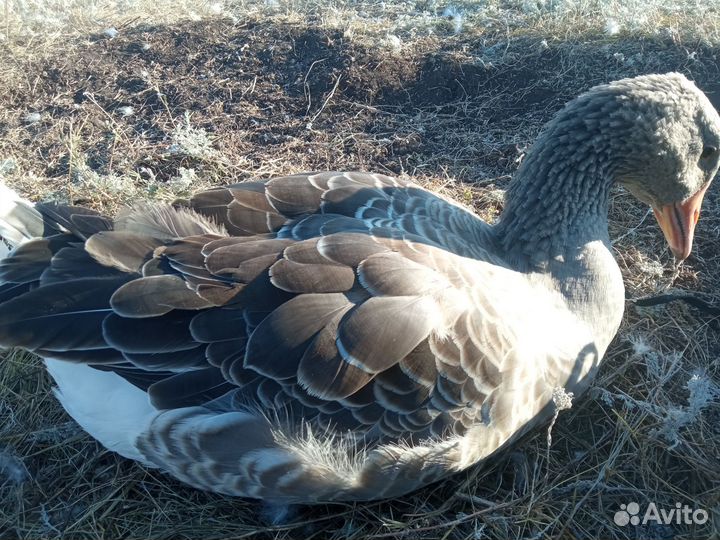 Гусь. Гуси