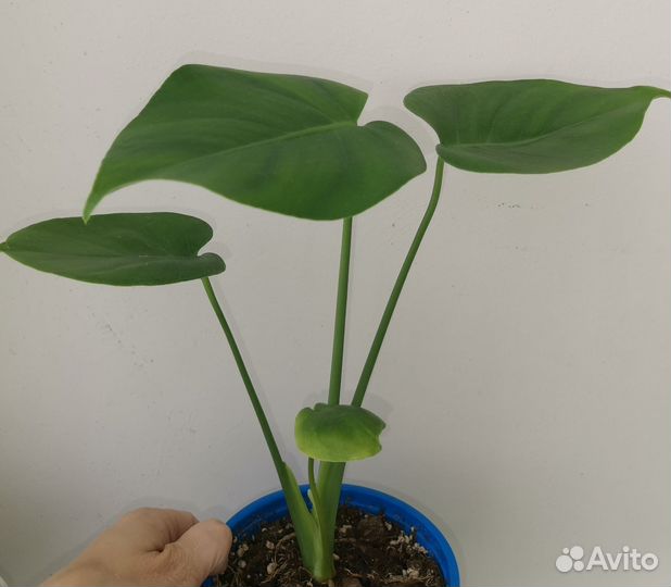 Монстера Деликатесная