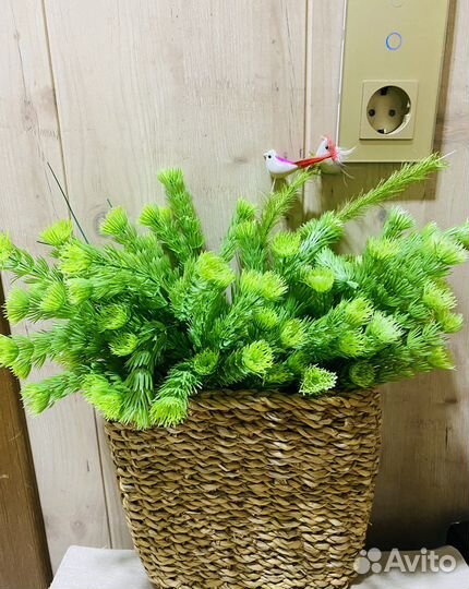 Веточки хвои