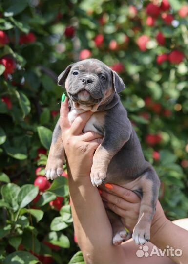 Американский булли стандарт