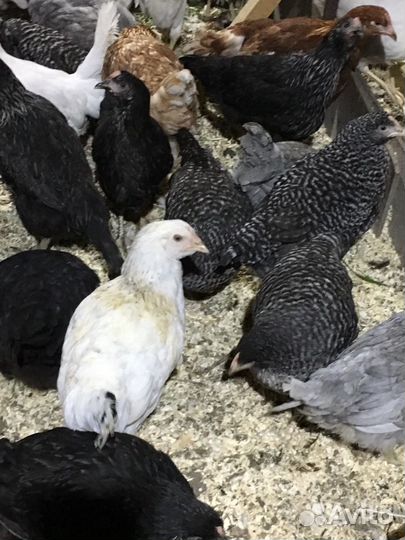 Куры молодки Несушки