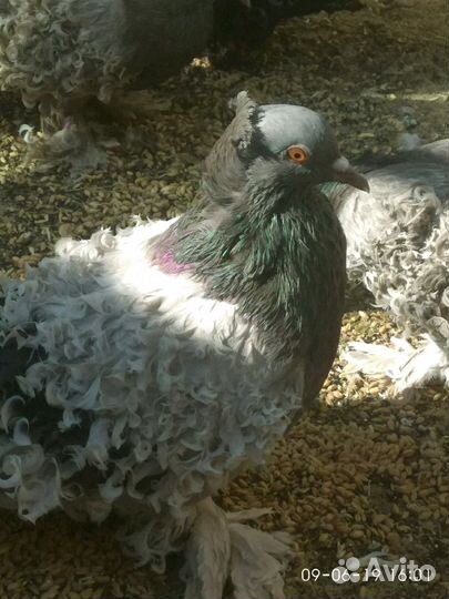 Голуби Кучерявые