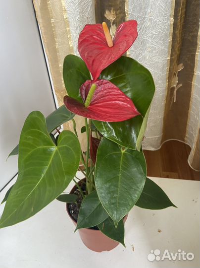 Антуриум Эдиссон