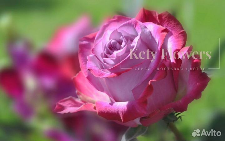 Розы Цветы Букеты 25 151 201 101 301 501 опт