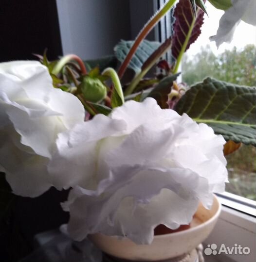 Глоксиния белая махровая