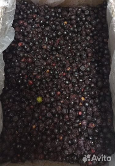 Черника заморозка