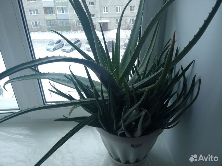 Алоэ Вера