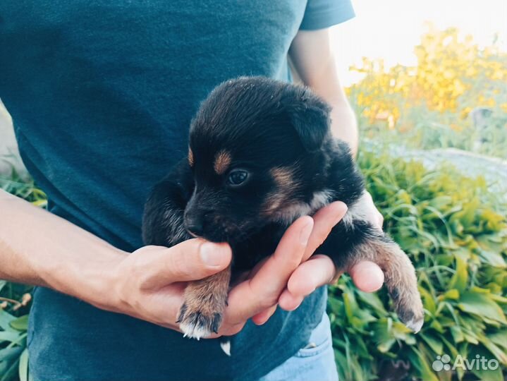 Щенки