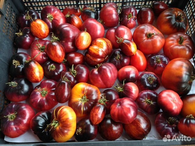 Семена томатов