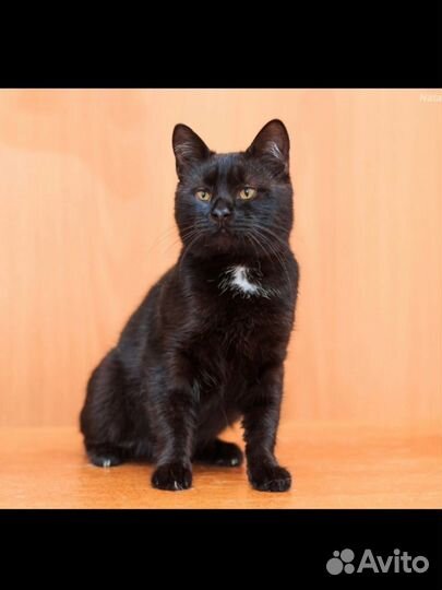 Уголёк ищет дом