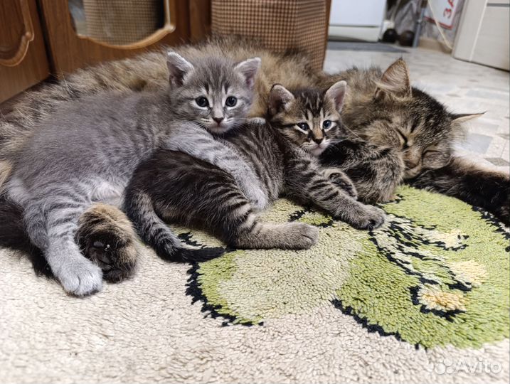 Котята в добрые руки