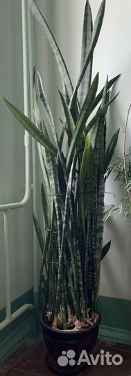 Комнатные растения