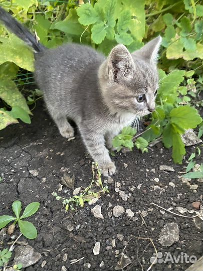 Отдам котенка в добрые руки