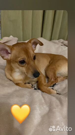 Вязка собак джек рассел-бигль