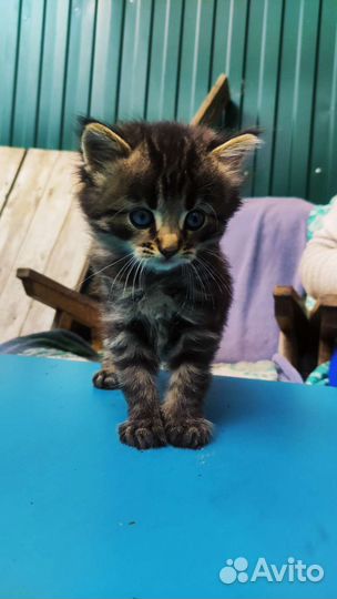 Котенок (мальчик)