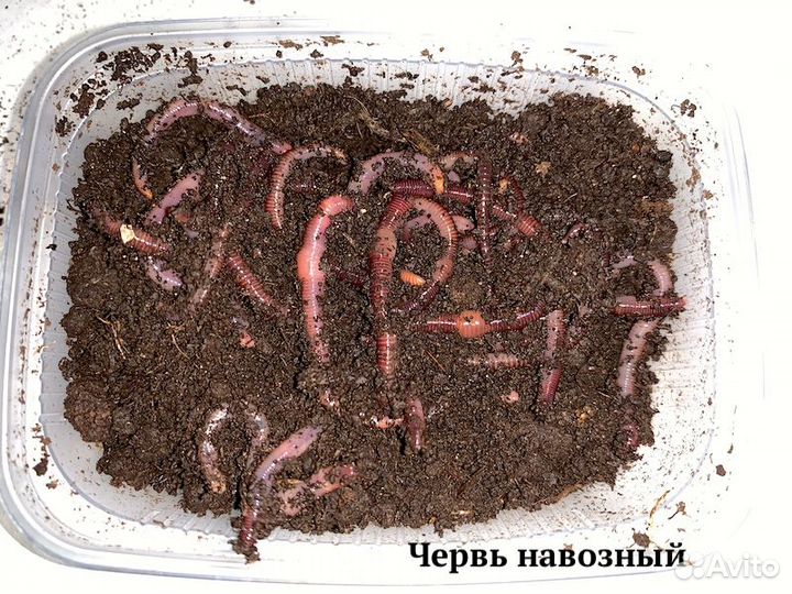 Живые насадки, Приманки и Прикормки для рыбалки