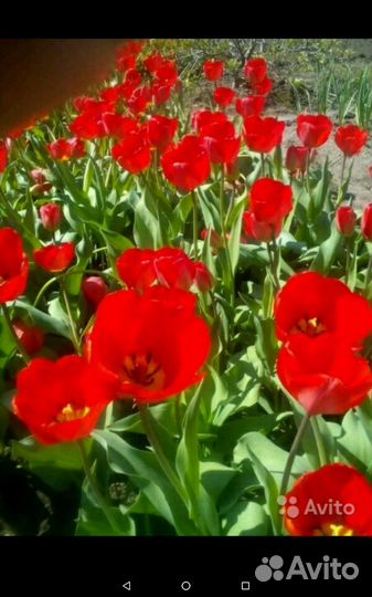 Тюльпаны луковицы для посадки