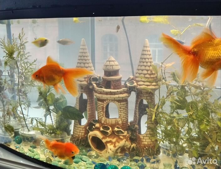 Аквариум со всем содержимым