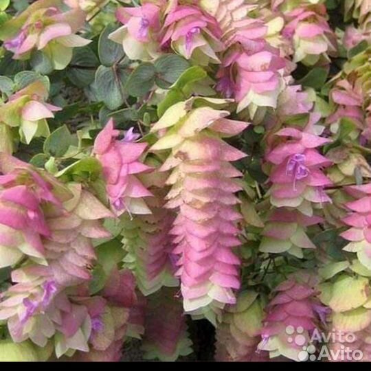 Саженцы Душица Кент Бьюти