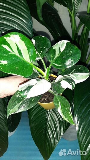 Филодендрон white wizard