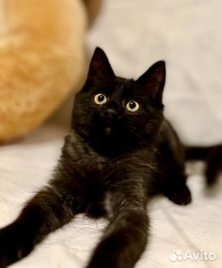 Красавчик Боня ищет дом