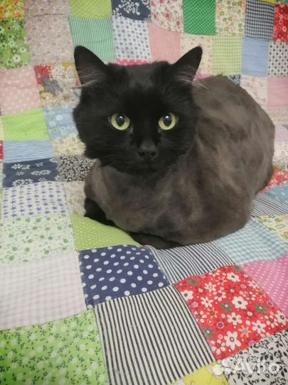 Усы кота белые и черные