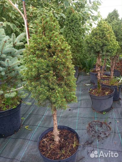 Ель коника, Ель голубая