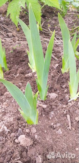 Цветы садовые