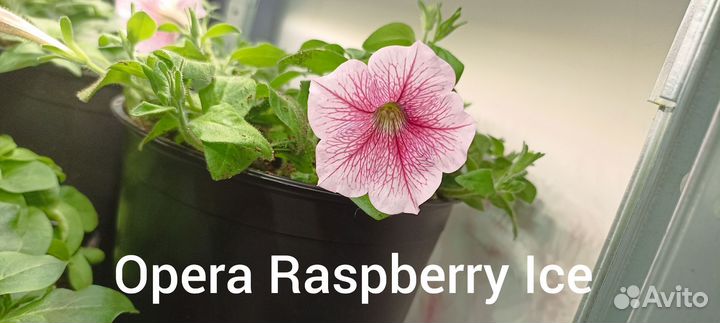 Петуния ампельная Опера, Тайдал