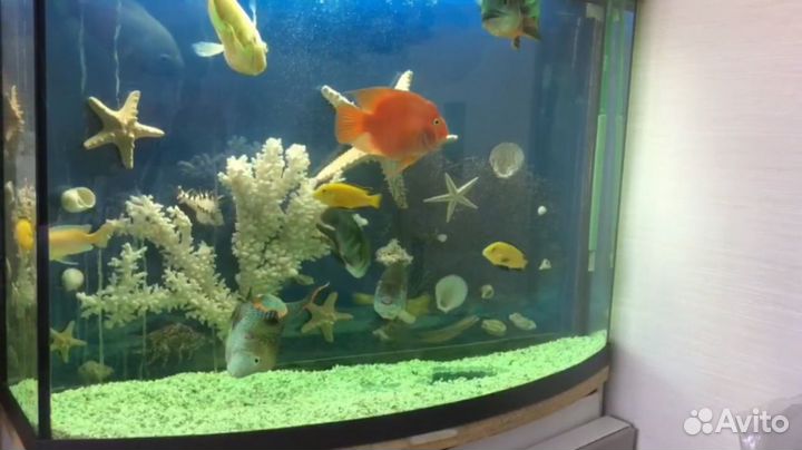 Аквариум
