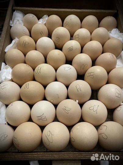 Инкубационное яйцо брессгальской породы