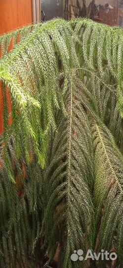 Комнатные растения цветы большие