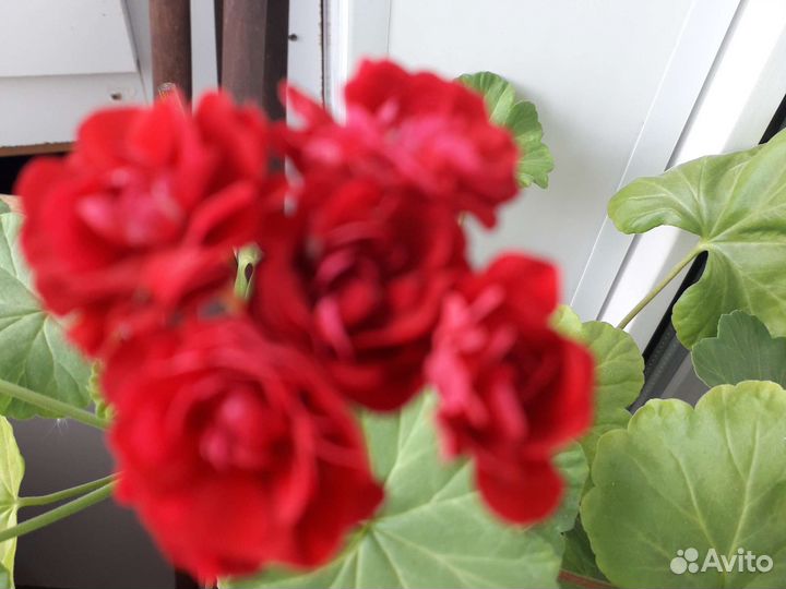 Герань розебудная,сортовая