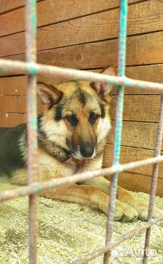 Шанс для Мухтара