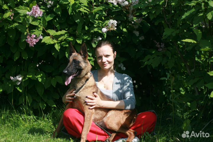 Бельгийская овчарка малинуа