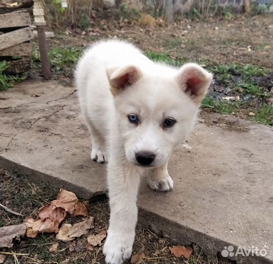 Щенок в добрые руки