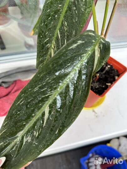 Калатея, строманта мэджик стар