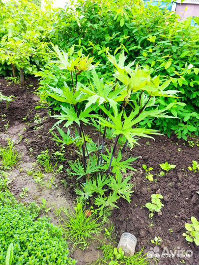 Папоротник садовый и бузульник