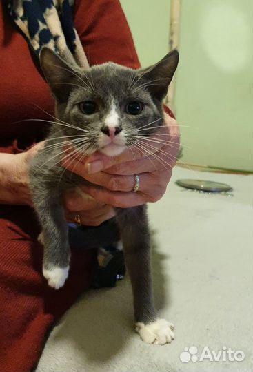 Котенок девочка в дар
