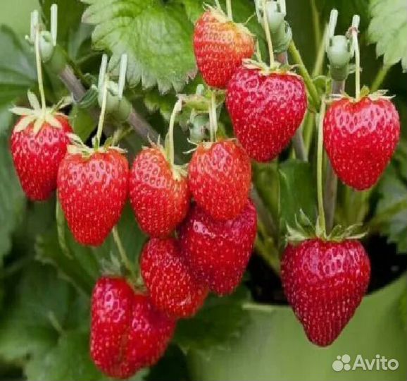 Рассада земляники садовой 