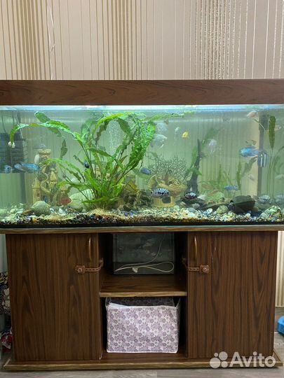 Аквариум 320 литров со всем содержимым
