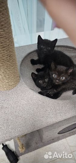 Котята в добрые руки мальчики