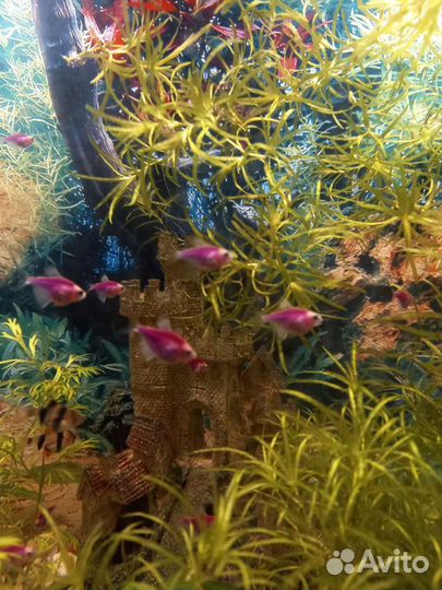 Аквариумные рыбки