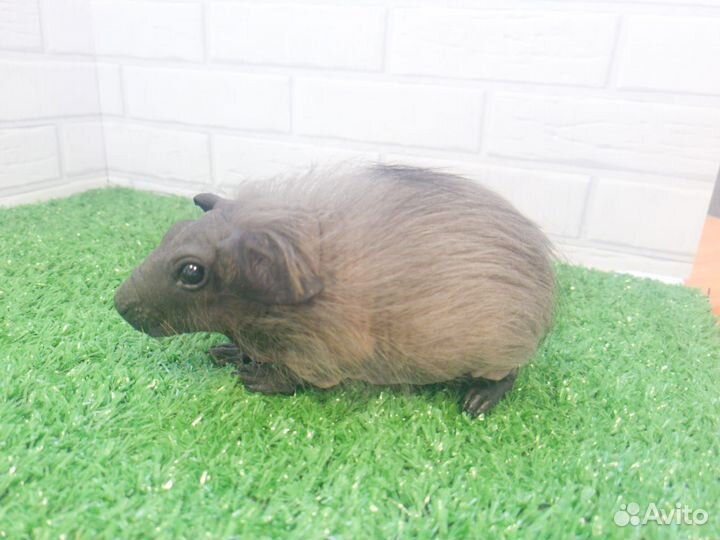 Бронь Морская свинка болдуин мальчик черный