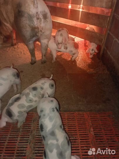 Поросята пьетрен-макстер