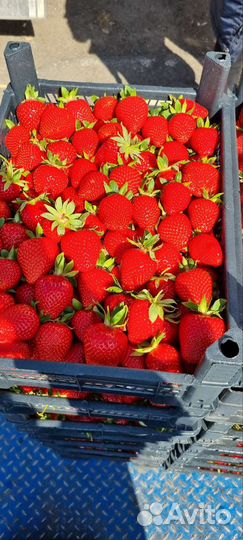 Клубника из Кубани вкус огонь доставка до дверей