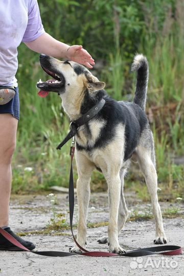 Собака в добрые руки П.П. 