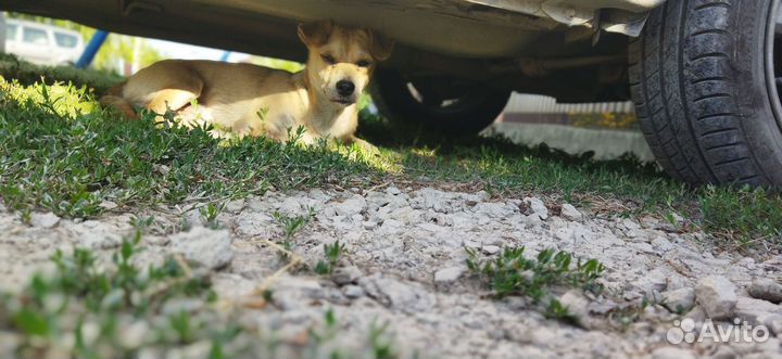 Стаффордширский терьер